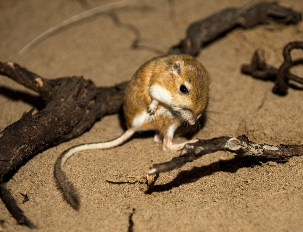 a ord's kangaroo rat seems to look at its large feet and tail