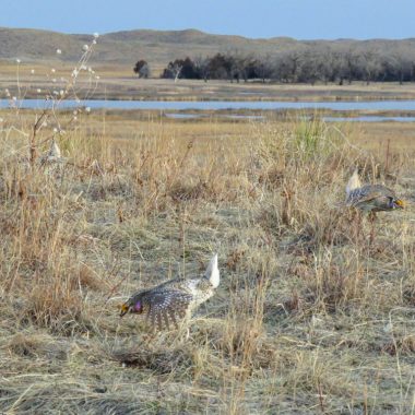 two prairie chickens seem small in a wide view of a short-grass prairie