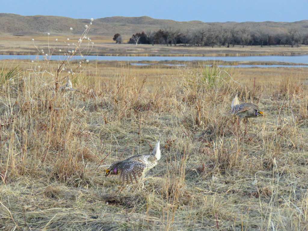 two prairie chickens seem small in a wide view of a short-grass prairie