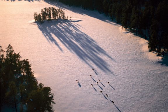 A pack of wolves runs across snowy landscape