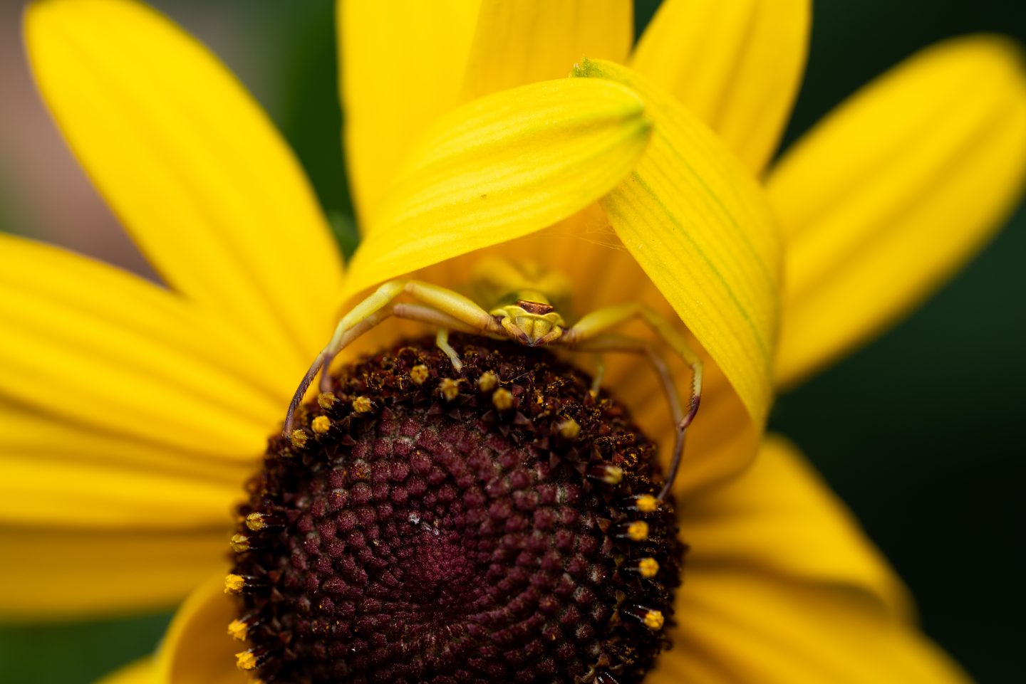 white-banded crab spider hiding in a yellow flower