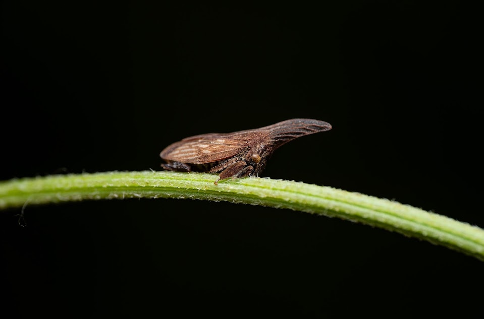 Wide-footed treehopper insect