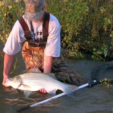 An angler releases a large wiper that was measured in water with a fishing net that has a measurement system on the pole.