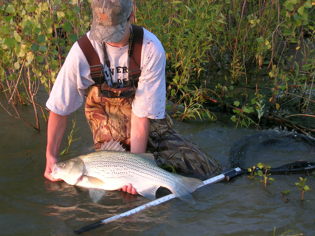 An angler releases a large wiper that was measured in water with a fishing net that has a measurement system on the pole.