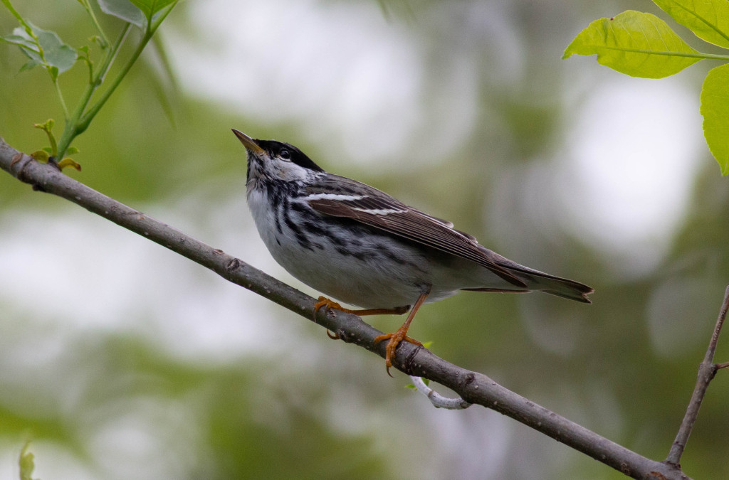 a small brown bird with bright orange legs stands on a twig