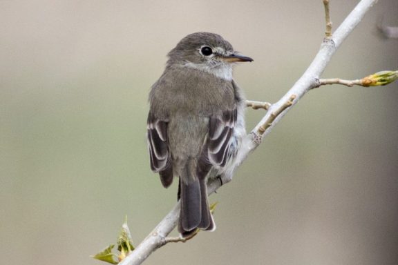 A gray flycatcher on a branch.