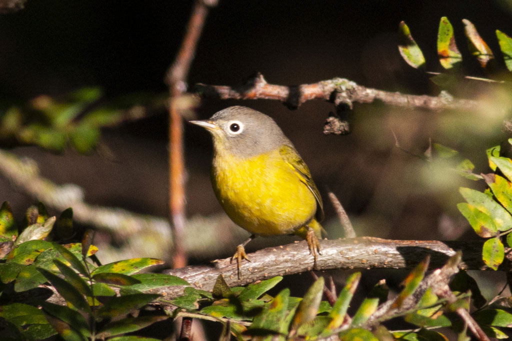 A Nashville warbler.