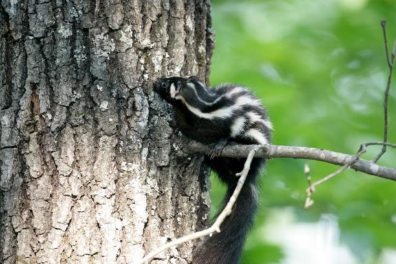 A spotted skunk sits on a limb in a tree