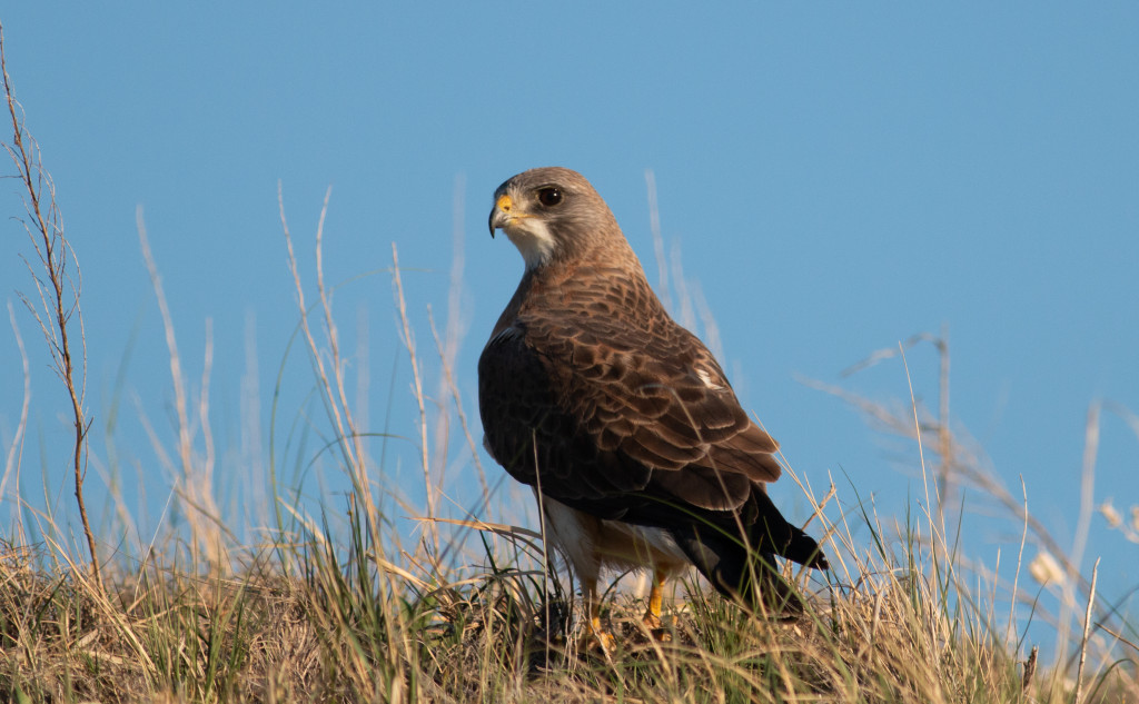 A Swainson's hawk.