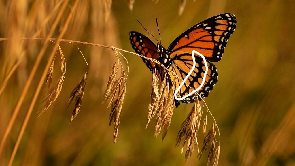 Viceroy butterfly